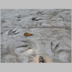 10-DSCN0397cr New thetopod tracks.jpg